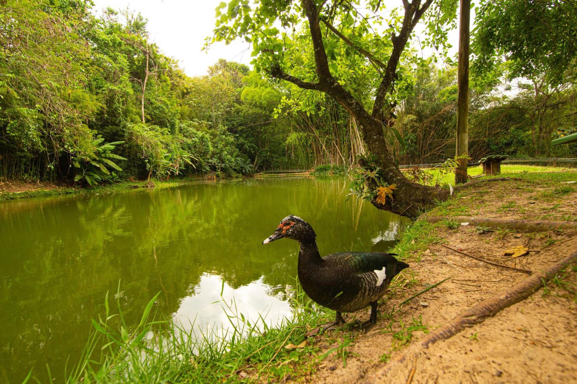 Hotel Fazenda Fonte Colina Verde Sao Pedro  Dış mekan fotoğraf